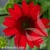 sunmagic-fantastic-scarlet-echinacea-hybrida-1.webp