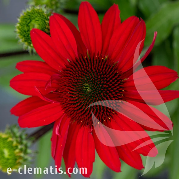 sunmagic-fantastic-scarlet-echinacea-hybrida-1.webp