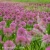 millenium-allium-3.webp