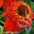hot-papaya-echinacea-hybrida-1.jpg