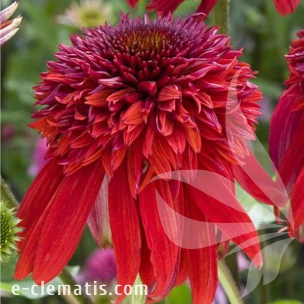 eccentric-echinacea-hybrida.webp