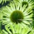 green-jewel-echinacea-hybrida-1.webp
