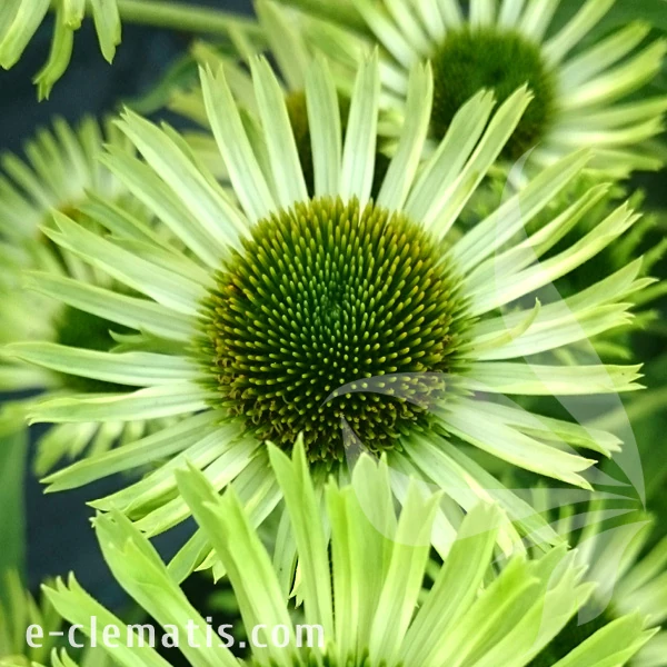 green-jewel-echinacea-hybrida-1.webp