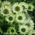green-jewel-echinacea-hybrida-2.webp