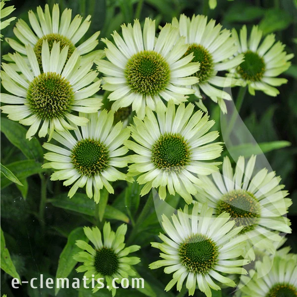 green-jewel-echinacea-hybrida-2.webp