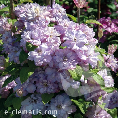 Clematis-Annas-Choice-2.webp