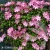 Clematis-Joyfull-Heart-2.webp