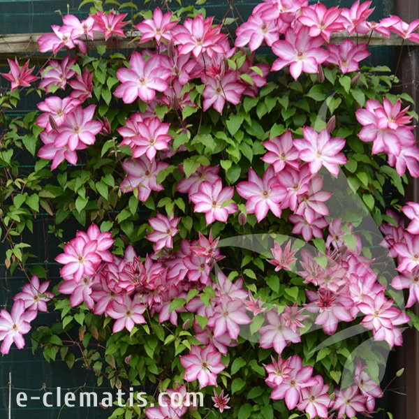 Clematis-Joyfull-Heart-2.webp