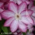 Clematis-Joyfull-Heart-1.webp