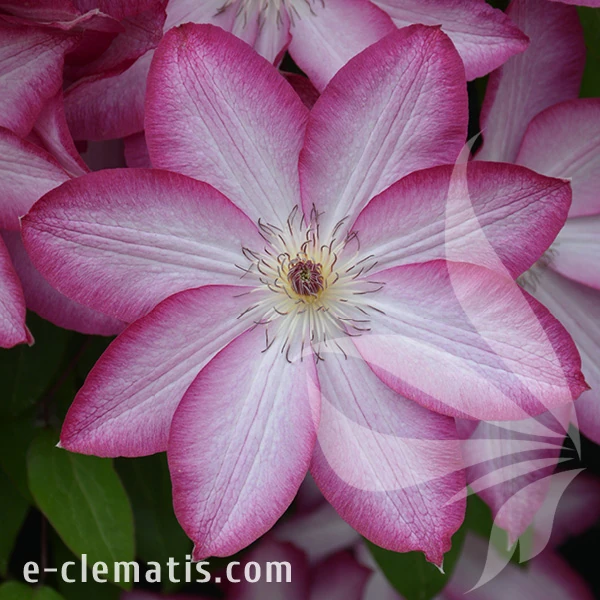 Clematis-Joyfull-Heart-1.webp