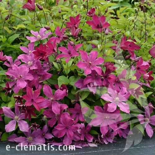 Clematis-Expander-2.webp