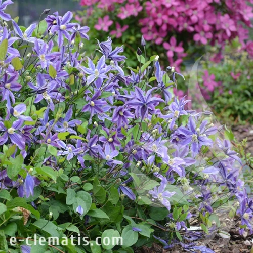 Clematis-Mystic-River-2.webp