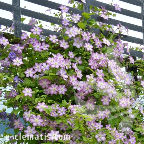 Clematis-Polka-2.webp