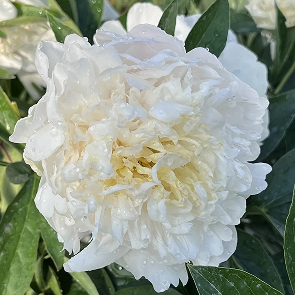 Paeonia-Duchesse-de-Nemours.webp