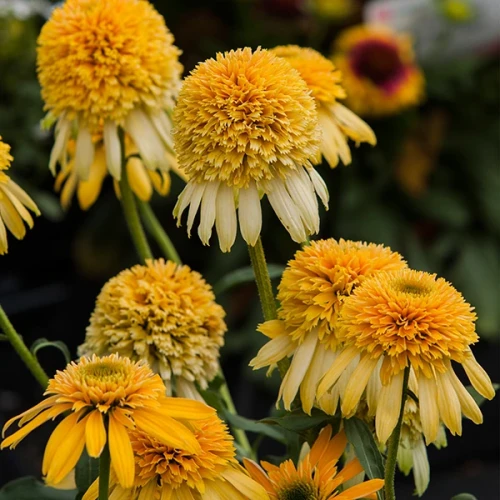 lemon-drop_echinacea-hybrida_77403_4.webp
