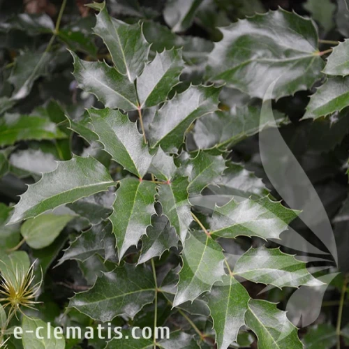 Mahonia-aquifolium-DSC_3071.webp