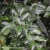 Mahonia-aquifolium-DSC_3071.webp