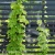 Humulus lupulus 1.webp