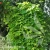Humulus lupulus.webp