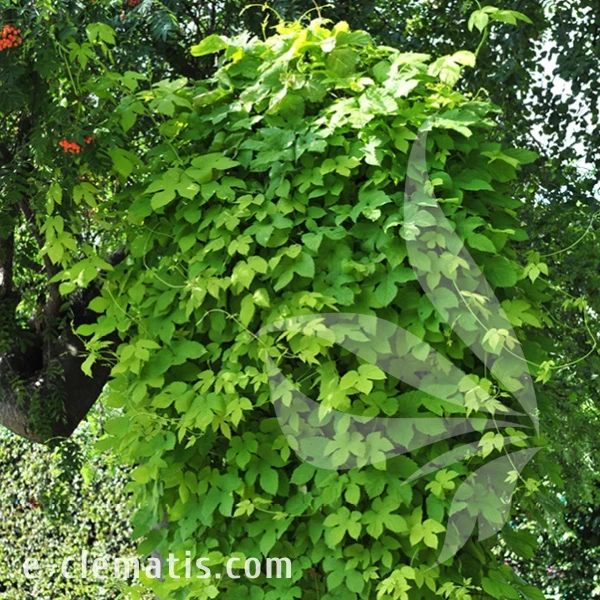 Humulus lupulus.webp