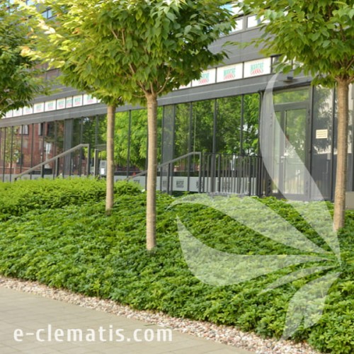 Pachysandra terminalis Green Carpet. 1.jpg