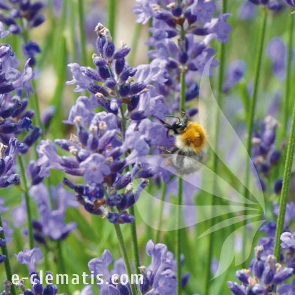 Lavandula angustifolia Hidcote1.webp