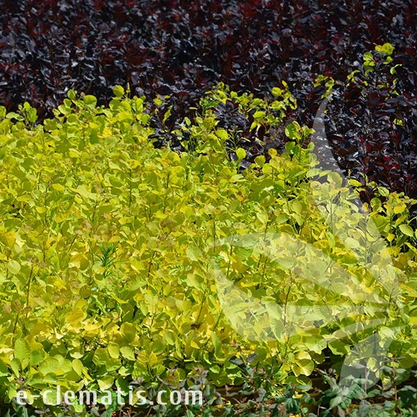 0633-Cotinus-coggygria-GOLDEN-SPIRIT-3-znak.webp
