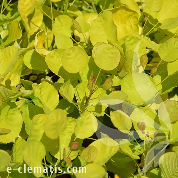 0633-Cotinus-coggygria-GOLDEN-SPIRIT-1-znak.webp