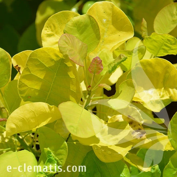 0633-Cotinus-coggygria-GOLDEN-SPIRIT-2-znak.webp