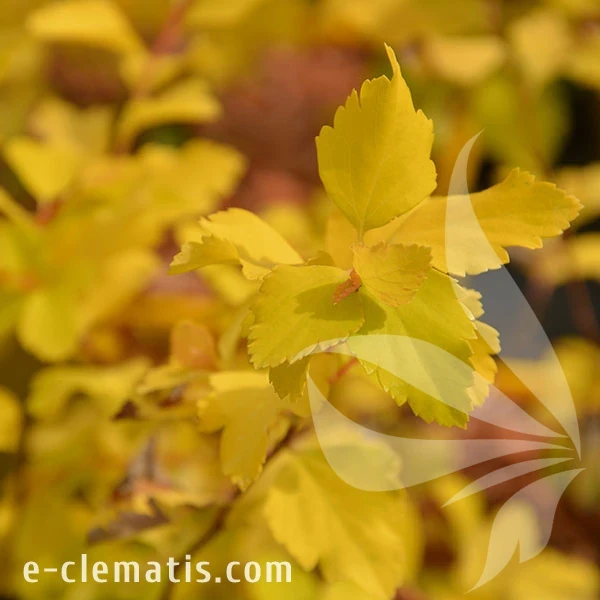0758-Spiraea-vanhouttei-Gold-Fountain-znak.webp