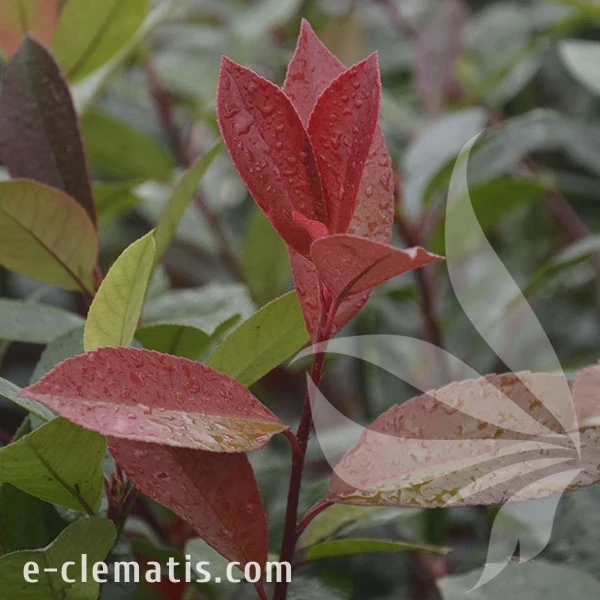 3757-Photinia-frasery-Red-Robin-znak.webp