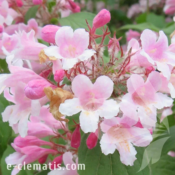 3758-Kolkwitiza-amabilis-Pink-Cloud-2-znak.webp