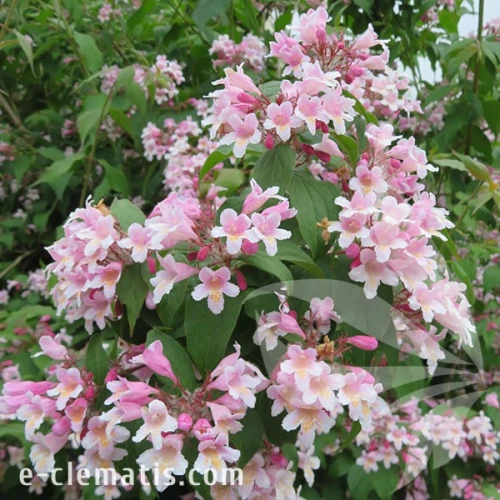 3758-Kolkwitiza-amabilis-Pink-Cloud-1-znak.webp