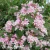 3758-Kolkwitiza-amabilis-Pink-Cloud-1-znak.webp