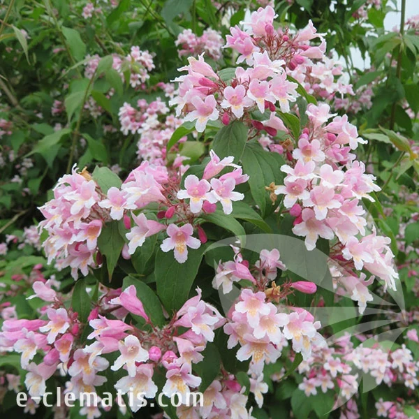3758-Kolkwitiza-amabilis-Pink-Cloud-1-znak.webp