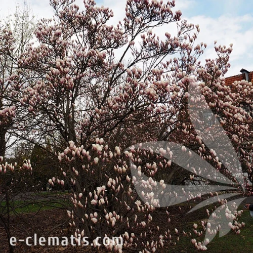 3759-Magnolia-x-soulangeana-2-znak.webp