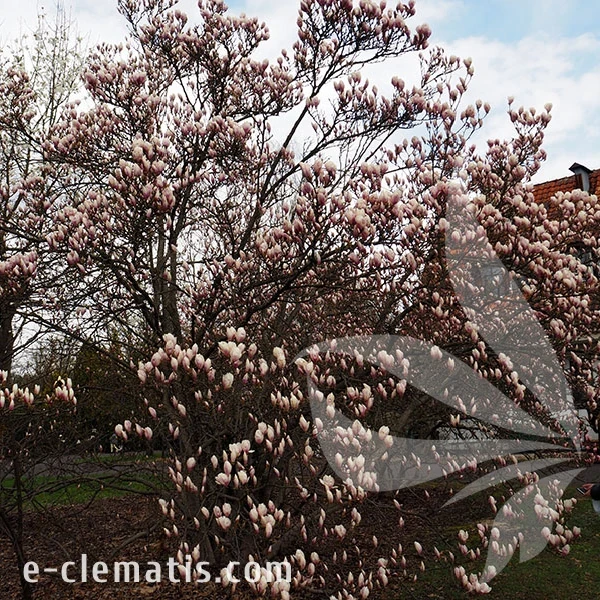 3759-Magnolia-x-soulangeana-2-znak.webp