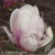3759-Magnolia-x-soulangeana-1-znak.webp