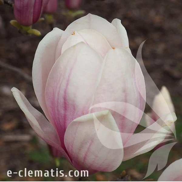 3759-Magnolia-x-soulangeana-1-znak.webp