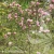 3761-Magnolia-Rustica-Rubra-2-znak.webp