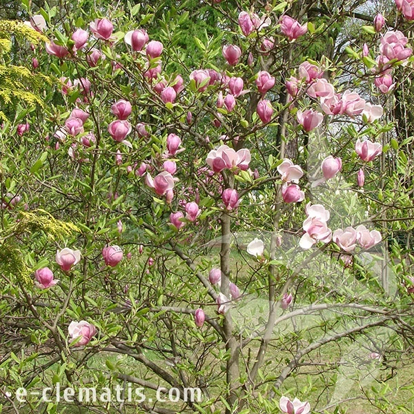 3761-Magnolia-Rustica-Rubra-2-znak.webp