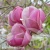 3761-Magnolia-Rustica-Rubra-1-znak.webp