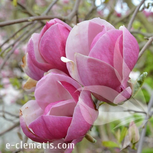 3761-Magnolia-Rustica-Rubra-1-znak.webp