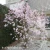 3762-Magnolia-Messel-2-znak.webp