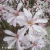 3762-Magnolia-Messel-1-znak.webp