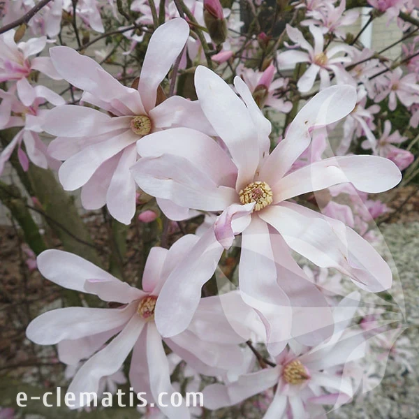 3762-Magnolia-Messel-1-znak.webp