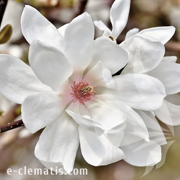 3763-Magnolia-Merrill-znak.webp
