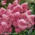 3765-hydrangea-paniculata-Petite-Flori-2-znak.webp