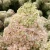 3765-hydrangea-paniculata-Petite-Flori-3-znak.webp