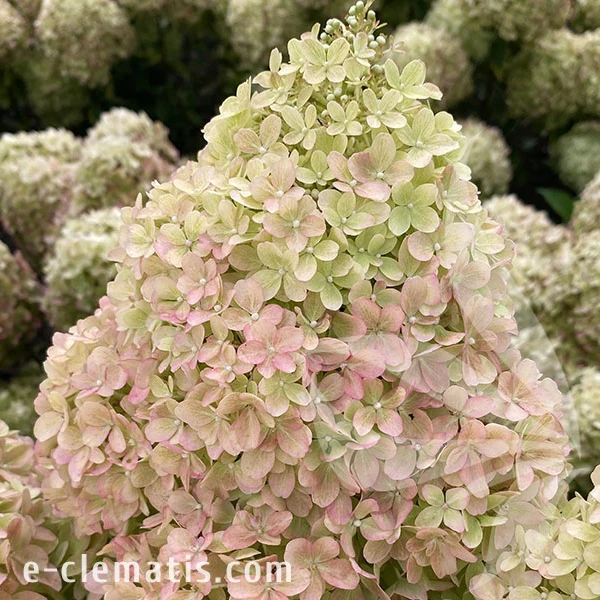 3765-hydrangea-paniculata-Petite-Flori-3-znak.webp